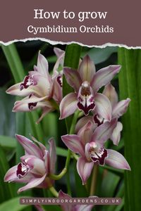 Cymbidium orchids are among the best known and most widely grown orchids. They have tall, imposing spikes of attractive flowers which can last for a good number of weeks. Our guide helps you find the best compost, location and care tips to keep your orchid thriving for many years.