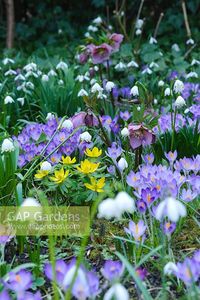 Crocus tommasinianus, Eranthis hyemalsi, Leucojum vernum and Helleborus x hybridus