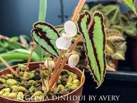 Begonia dinhdui