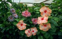 HIBISCUS CAPE CORAL