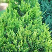 Pinpoint® Gold - False Cypress - Chamaecyparis lawsoniana | Proven Winners