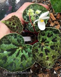 Begonia austrovietnamica