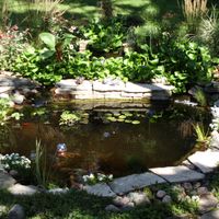 9 Ways to Keep a Pond Cool in the Summer - Pond Informer