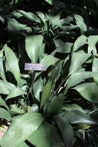 Cast Iron Plant Care - Tips For Growing Cast Iron Plants