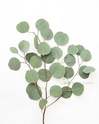 TITLE- Eucalyptus Leaves 1- Silver Dollar eucalyptus branch Print. I love their little round leaves and soft green color. Fine Art Print - Professionally printed upon order. Select your size from the drop down menu. My photographs are printed on premium acid-free, archival paper, which has a