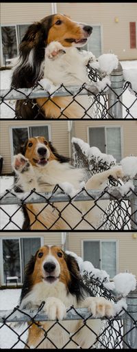 My Bander excited to see us.. #happy #sheltie #dog