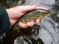 Tiger Trout