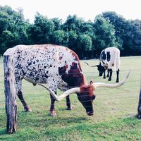 Meet our Mascots - these majestic Longhorns are part of the resort mascot program - which also includes alpacas, miniature horses and a friendly pup!