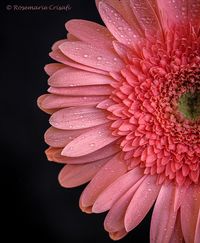 Gerbera Daisy