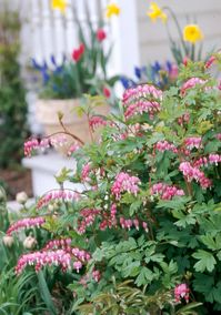 How to Plant and Grow Bleeding Heart Plants