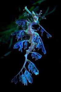 ♔ Dragons de Mer Feuillus - Leafy Sea Dragons