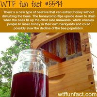 Beehive that extract honey without disturbing the bees - WTF fun facts