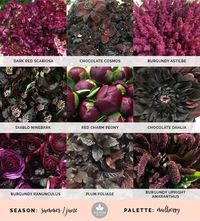 Mayesh Cooler Picks - Summer - Mulberry // top: dark red scabiosa, chocolate cosmos, burgundy astilbe | middle: Diablo ninebark, red charm peony, chocolate dahlia | bottom: burgundy ranunculus, plum foliage, burgundy upright amaranthus