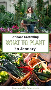 It’s a new year! Whether you have a garden or want to start gardening, I will show you what to plant in Arizona in January. I have a blog post like this for each month of the year. You can do this, I’ll help!

If you want to plant in January in the low desert of Arizona, we’re reaching the end of the window so that cool-season crops have enough time to grow and produce. But there are still plenty of things we can plant this month.

