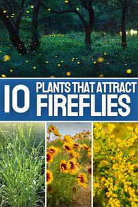 Whether you're fascinated by firefly biology or simply want to enjoy their enchanting displays in your yard, this guide provides the answers you need to attract these magical insects. #PondInformer #FireflyAttraction #GardenMagic