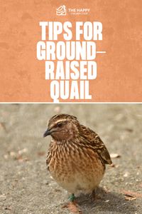 Raising quail on the ground offers benefits and challenges. Get tips and advice on how to successfully raise quail in ground pens. Click for more info.