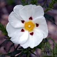 CISTUS LUSITANICUS ''DECUMBENS''; ROCK ROSE