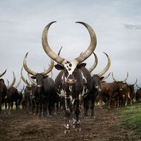 Cattle -photographed by South African photographer Daniel Naudé, whose collection of cattle photos will be entitled "Sightings of the Sacred." The photos are taken all over the world. | via Miss Moss's blog