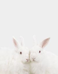 rabbits