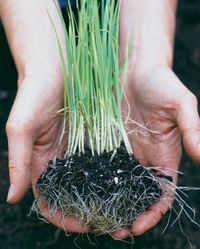 How to Grow Leeks - FineGardening