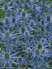 Eryngium 'Big Blue' is a medium height plant to give you some mid-summer blues. Good for dry soils.