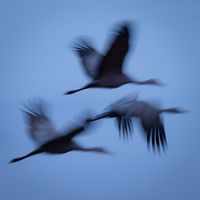 Long Exposure Bird Photography - Anne McKinnell Photography