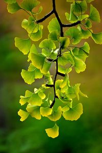 Gingko trees