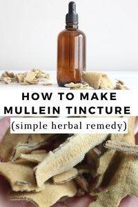 Making mullein tincture is a fantastic way to have a natural respiratory aid. Mullein helps loosen lung congestion, providing relief during colds and beyond.