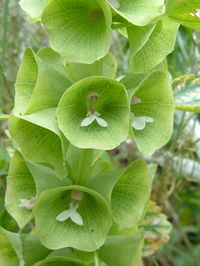 Irish bells  Flower by Viewoftheworld, via Flickr