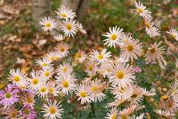 Chrysanthemum Cottage Apricot