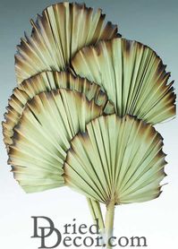 Burnt Sun Palm Fans Use these beautiful dried palm fans to create the right mood for you next event, party, or home. Lightly burnt on the edges to create a great shaded and darker outline look. Great for any project. Perfect decoration for summer and any tropical themed event. Create a bouquet of these for your wedding guest and you will leave them with something to talk about. Anyway you use these wonderful creations from Mother nature you will love them. We guarantee it! Product: Dried Sun Pal