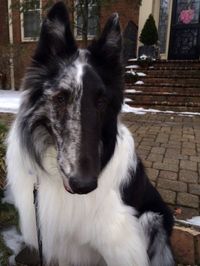 Bi-blue merle rough collie