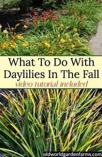 Autumn is in full swing, and that means it’s time for a little fall daylily care!