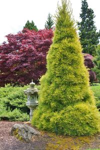 Pinus strobus 'Louie'