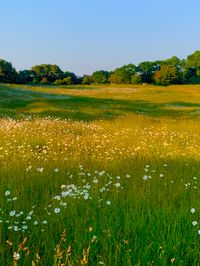 Flower field #spring #june #flowers #floral #aesthetic #aestheticwallpaper #aesthetictumblr