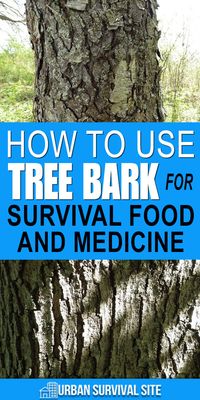 Tree bark has been used for food and medicine for centuries. But before you grab a piece, make sure you know what you're doing. #treebark #survivalfood #herbalmedicine #bushcraft