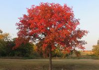 ASK BURTON: Q: I had a Chinese Pistache planted in my yard a few years back, and I have a question about how it colors for the fall. My neighbor has one in their yard and it gets great orange and reddish color, but mine has been unimpressive, turning yellow and orange but not much red color. Any idea why this is so different? - Covingtons