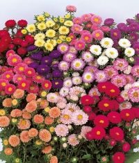 Bulk Aster Matsumoto Lilies & DIY Flower Packages | Albuquerque Florist & Flower Delivery