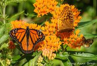 Butterfly milkweed. Toxic to cows. plant along fence