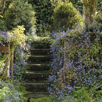 An aesthetic photograph of a garden filled with lavender plants.