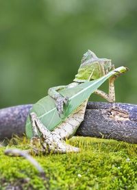 Thin Lizard: Reptile rocks out with 'guitar' made from a leaf - Mirror Online