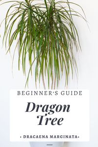 Dragon tree is an easy houseplant to care for, great for beginners. Dracaena Marginata is great because it can tolerate low light and does not need frequent watering. Read to learn more about dragon tree plant care.