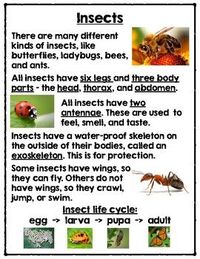 Characteristics, anatomy, and life cycle