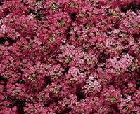 "Alyssum Seeds Wonderland Deep Rose Ground Cover 100 Seeds This is for 100 seeds these are the Alyssum Wonderland Rose. This is a great ground cover that is only about 6\" tall and spreads to about 12\" this works well for boarders this is more of the showy kind. This is a perennial so it will come back year after year. This is also great for resell in small pots or cell trays and looks good in hanging baskets mixes."