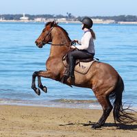 Un instant à la plage à cheval 🏖🐴