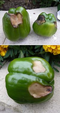 Blossom end rot on peppers, Symptom, Cause and Treatment.