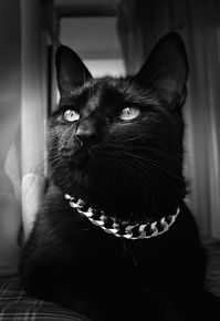 #bombay #blackcatsrule #black #cats