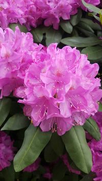 Pink Rododendro