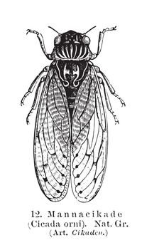 155+ Cicada Tattoo Designs (2024) - TattoosBoyGirl