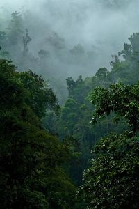 Above the Pacuare River in Costa Rica, moisture-laden clouds engulf the cloud forest, resplendent in innumerable hues of green.